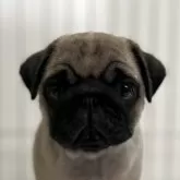 パグ