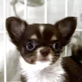 チワワ(ロング)