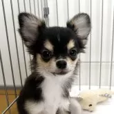 チワワ(ロング)