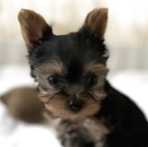 ヨークシャーテリア