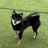 豆柴【石川県・女の子・2025年2月2日・黒】の写真3