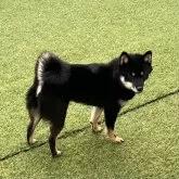 豆柴【石川県・女の子・2025年2月2日・黒】の写真4