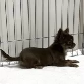 チワワ(ロング)【石川県・女の子・2025年6月20日・チョコタン】の写真4