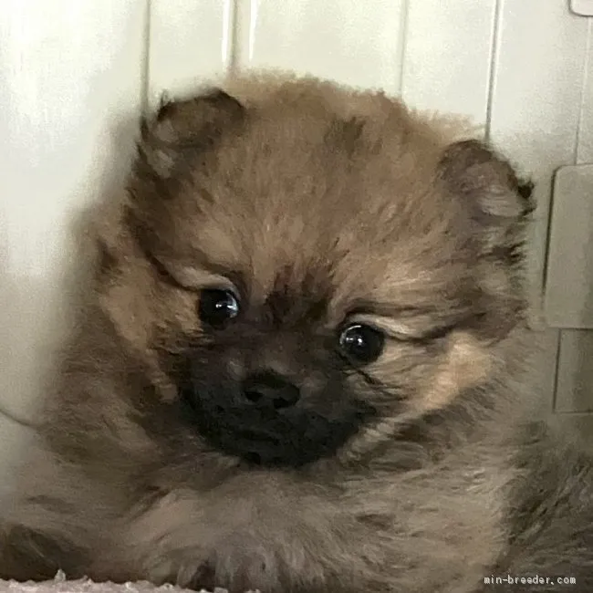 ID：2105-00118の子犬
