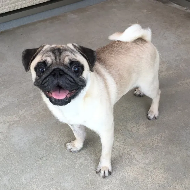 ID：1901-03061の子犬