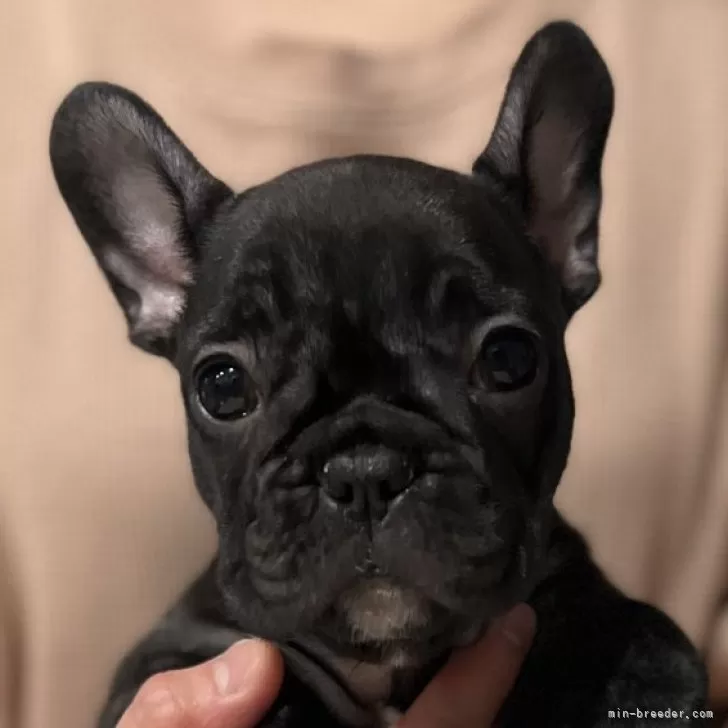 ID:2311-04289の子犬