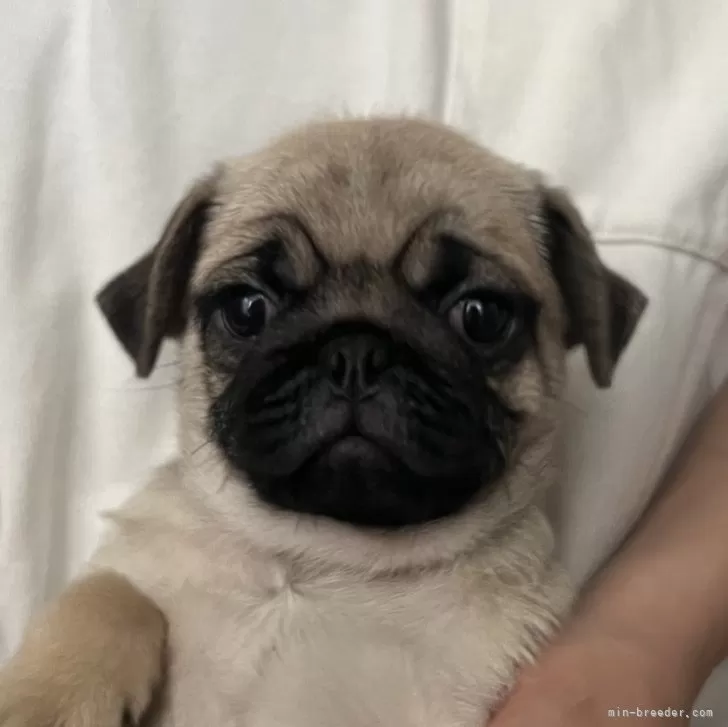 ID：2406-04621の子犬