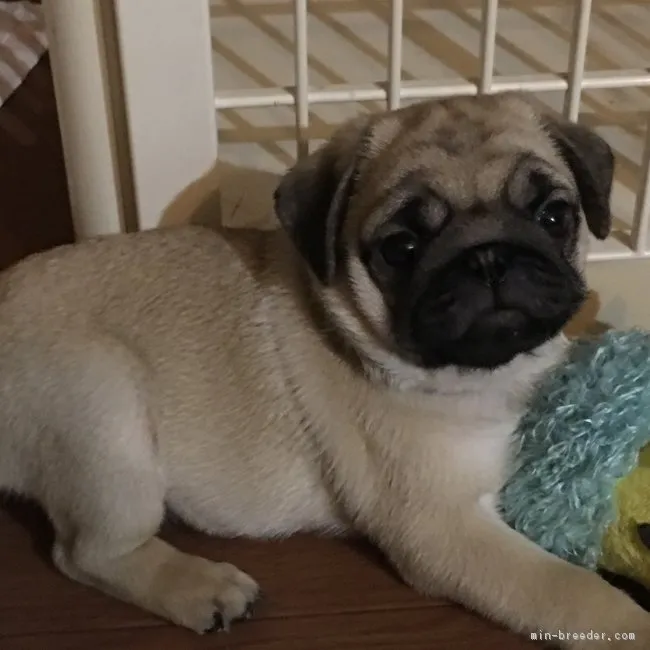 しまきゅう 様のお迎えした子犬