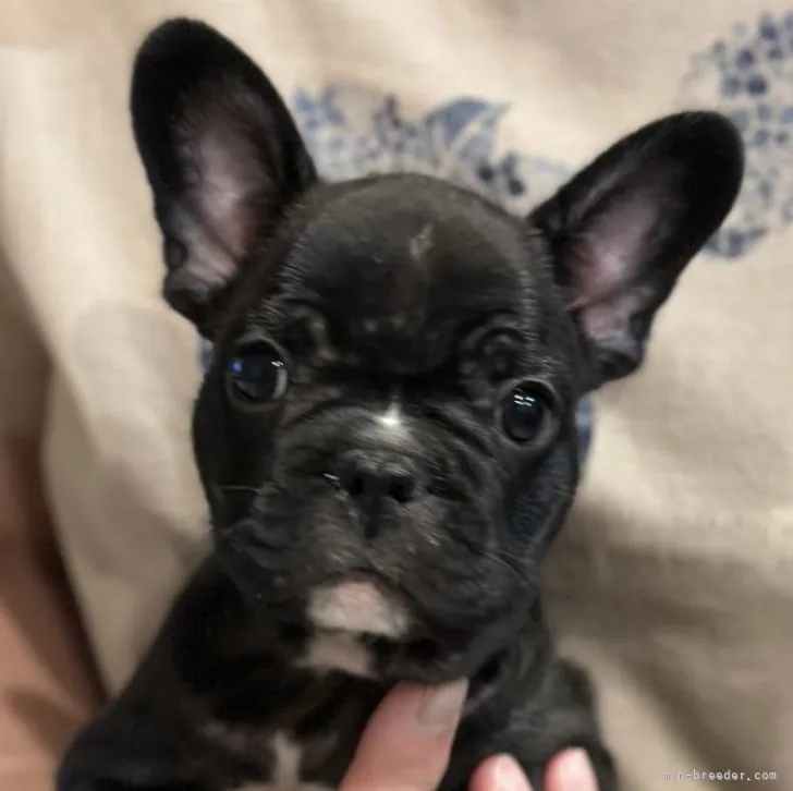 ID：2308-04193の子犬