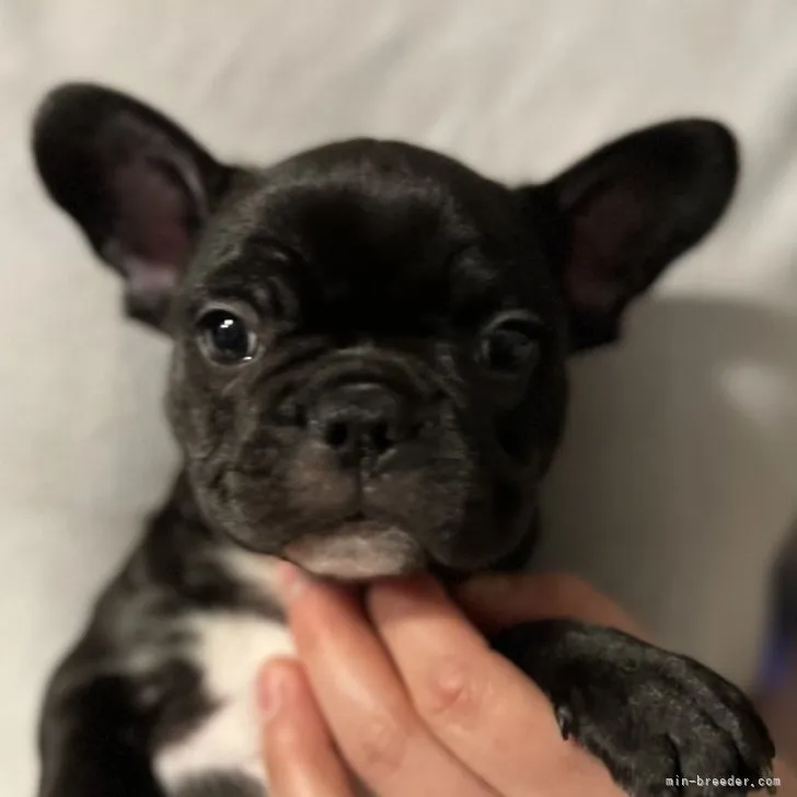 ID:2301-02838の子犬