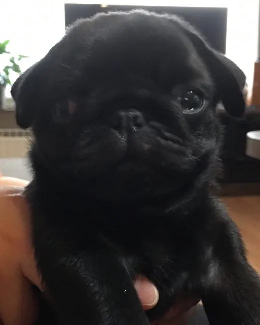 ID：1605-01533の子犬
