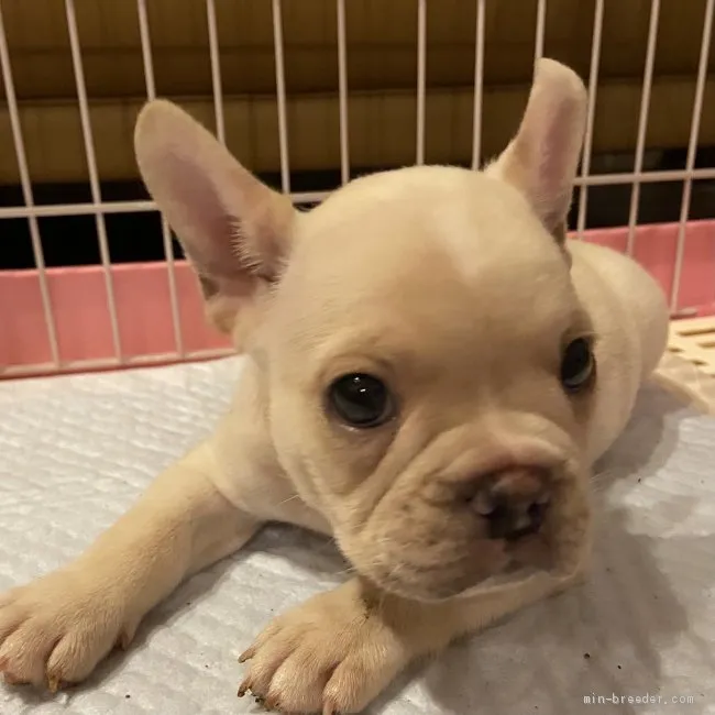 チュウ 様のお迎えした子犬