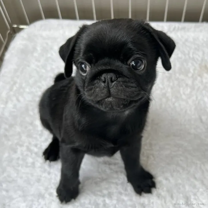 ID:2306-04093の子犬