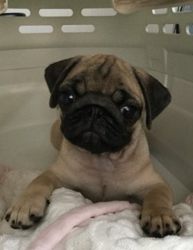 パグ【石川県・女の子・2019年6月10日・フォーン】の写真「ちょー元気な女の子です☆」