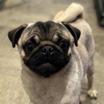 パグ【石川県・女の子・2023年3月19日・フォーン】の写真「可愛いお顔の小さな女の子♪」