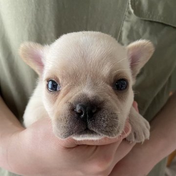 フレンチブルドッグ【石川県・男の子・2021年4月27日・クリーム】の写真「可愛いお顔の男の子です！」