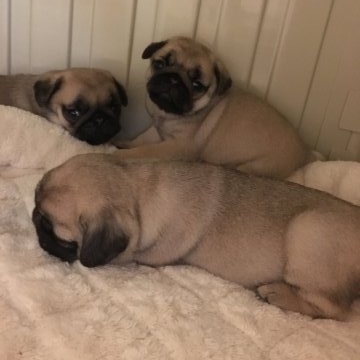 パグ【石川県・女の子・2017年9月25日・フォーン】の写真「小柄だけどとっても元気な女の子♪」