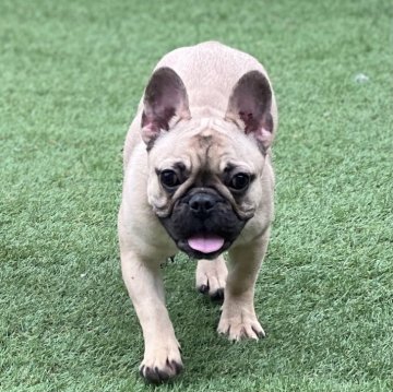 フレンチブルドッグ【石川県・女の子・2023年9月15日・フォーン】の写真「お父ちゃんJKCCHフォーンの女の子♪」
