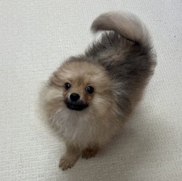 ポメラニアン【石川県・男の子・2023年10月12日・オレンジ】の写真「とても元気な男の子です(^^)」