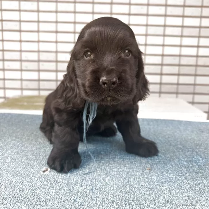 ID:2505-00122の子犬