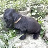 イングリッシュコッカースパニエル【兵庫県・男の子・2025年7月14日・ブラック】の写真3