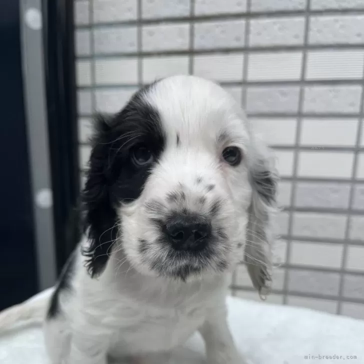 ID：2405-04466の子犬