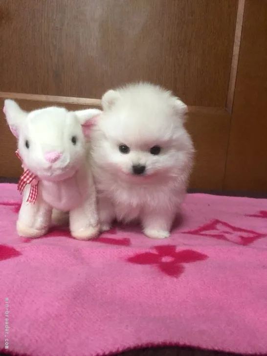 ID:1901-01451の子犬