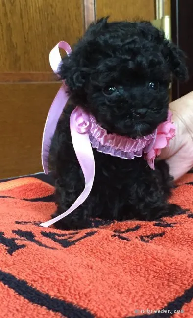 ID：1905-02543の子犬