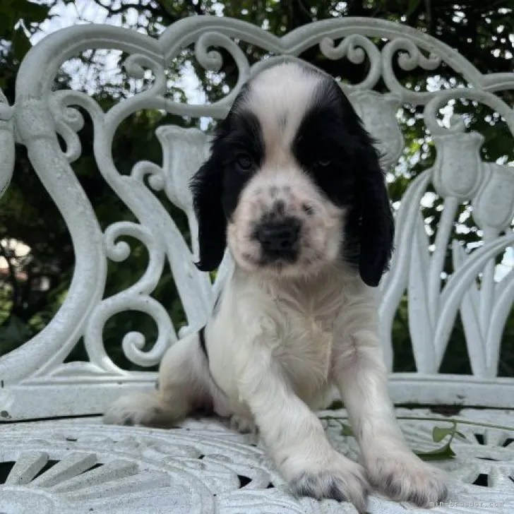 ID:2307-03286の子犬