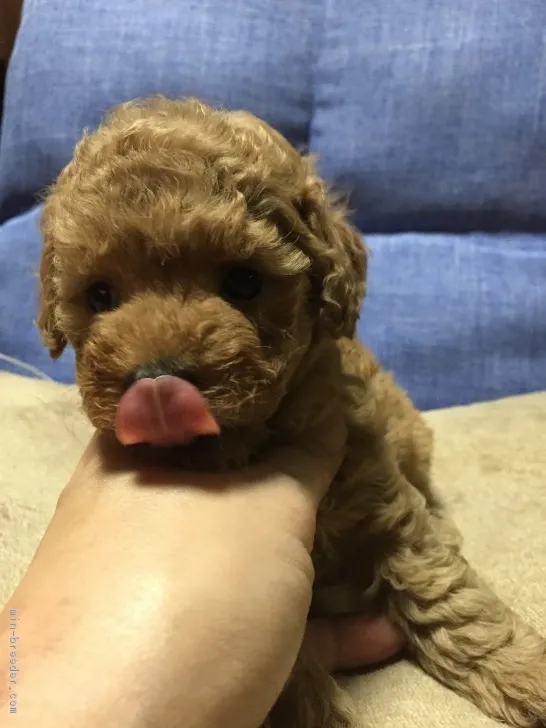ID:1903-01093の子犬