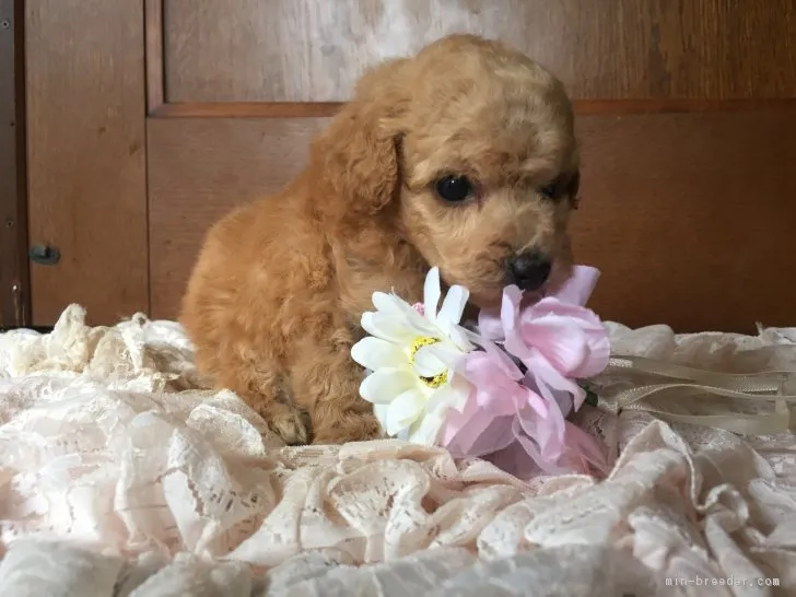 ID:1903-01667の子犬