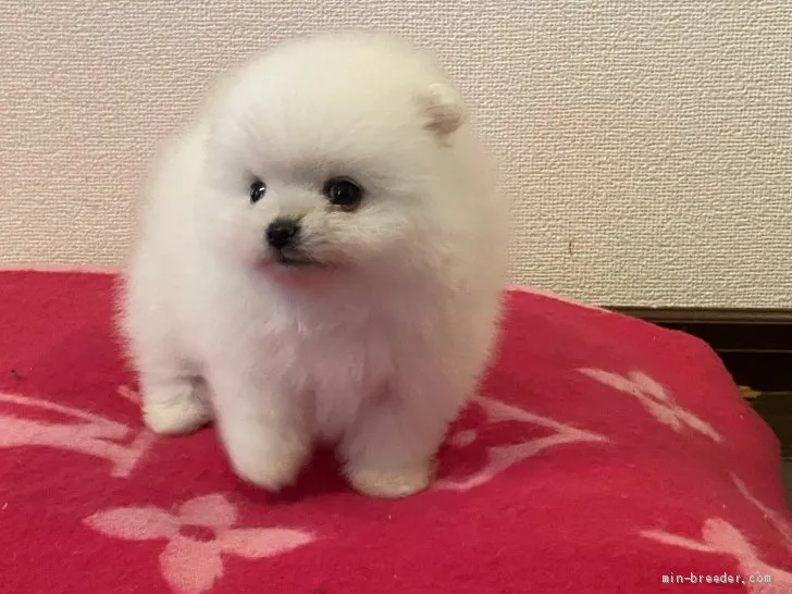 ID：2105-01378の子犬