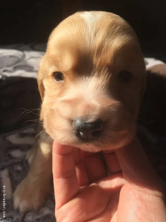 ID:1801-02139の子犬