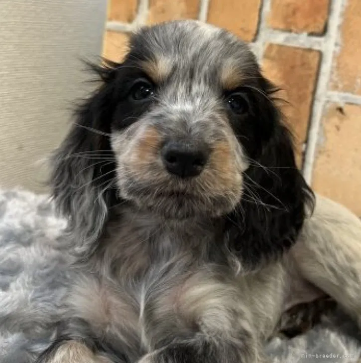 ID:2304-04456の子犬