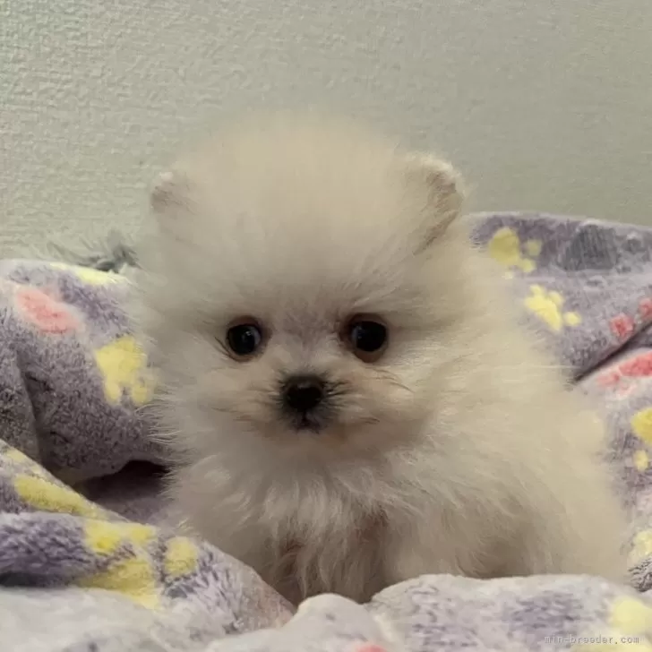 ID:2401-03672の子犬