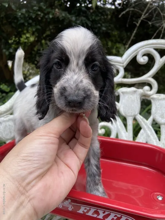 ID:2109-03569の子犬