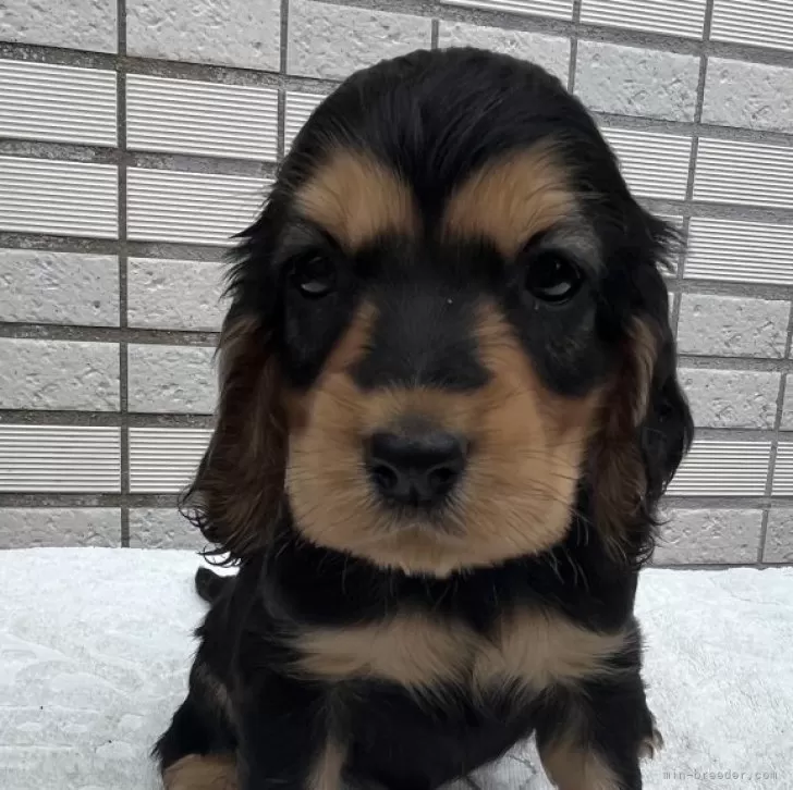 ID：2405-04467の子犬