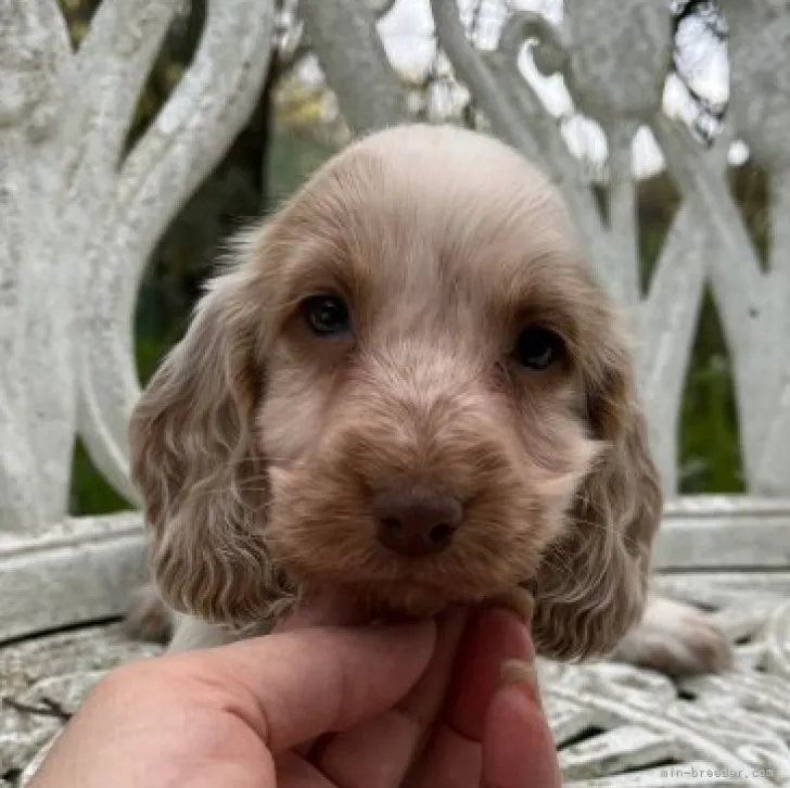 ID：2304-00757の子犬