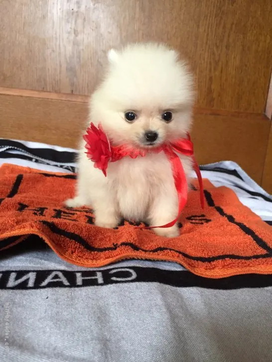 ID:1909-00200の子犬