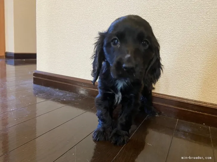 ID：2012-00904の子犬
