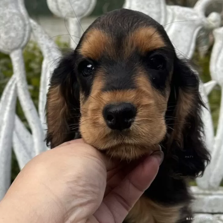 ID:2402-06618の子犬