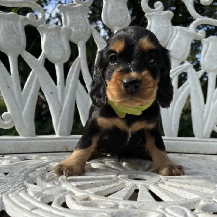 ID:2309-00756の子犬
