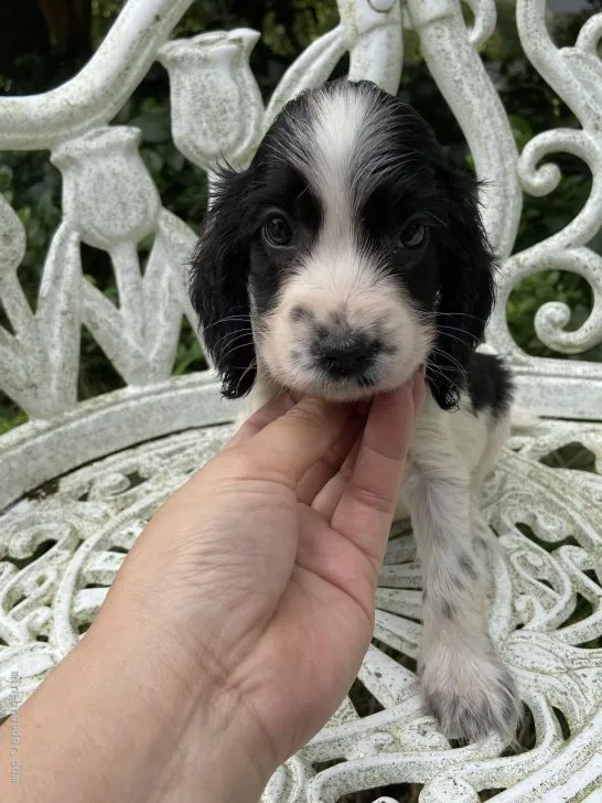 ID:2108-03497の子犬