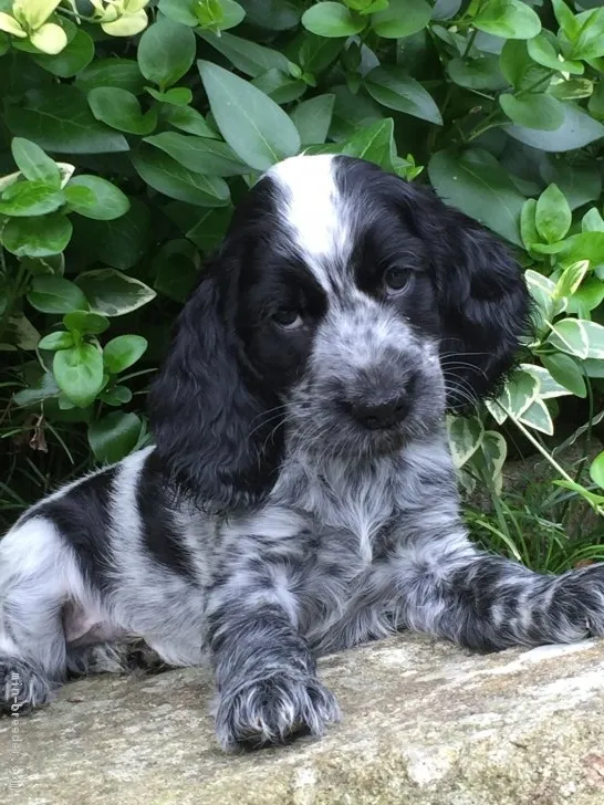 ID:1806-01664の子犬