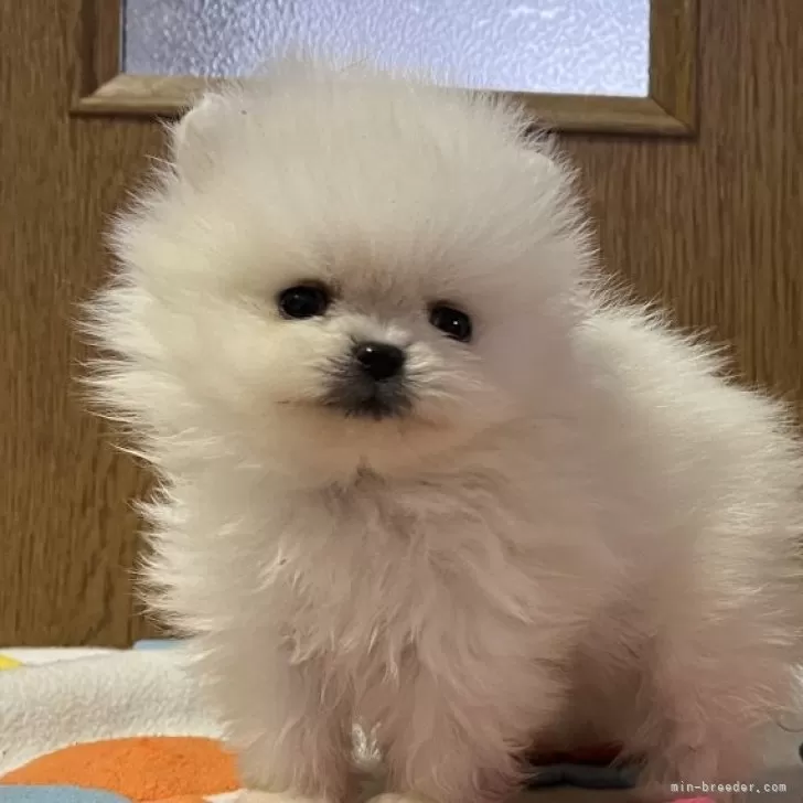 ID：2401-03264の子犬
