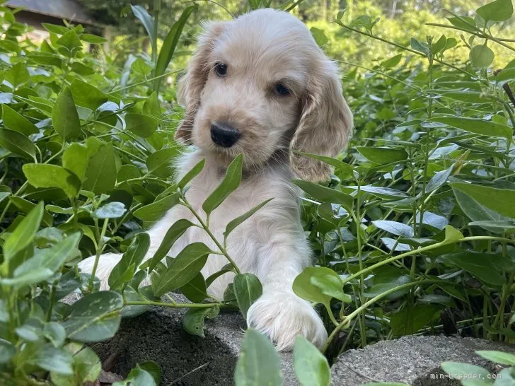 T.Y 様のお迎えした子犬