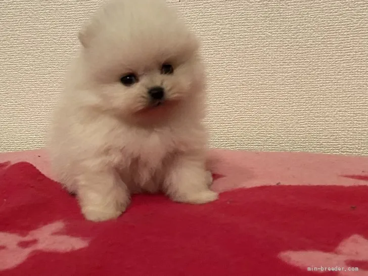 ID:2107-00871の子犬