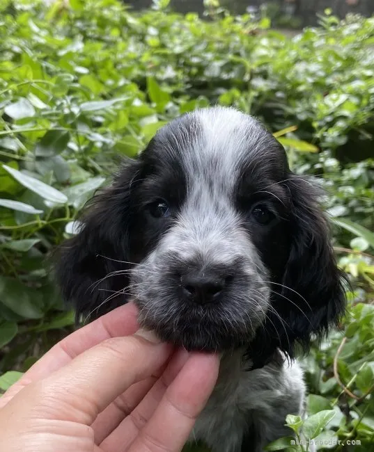ID:2109-01652の子犬