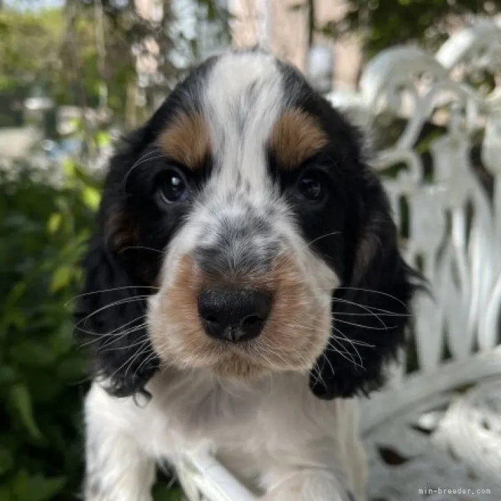 ID:2304-02334の子犬