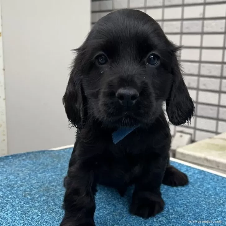 ID：2404-04817の子犬
